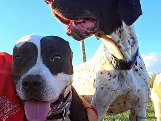 Mixed Breed dogs ANOTHER YEAR UNWANTED 😭 - Advert 22