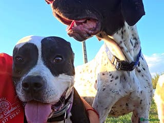 Mixed Breed dogs ANOTHER YEAR UNWANTED 😭 - Advert 11