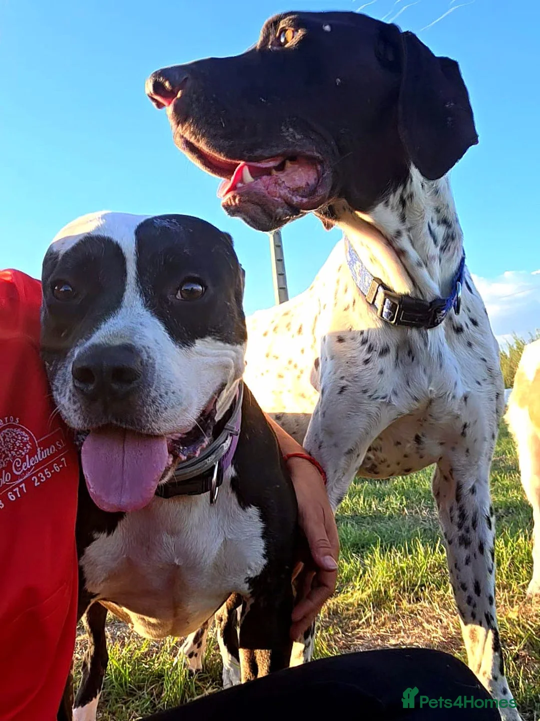 Mixed Breed dogs for adoption: URGENT FOSTER HOME 🏠 🚨 ‼️ 🆘  - Advert 6