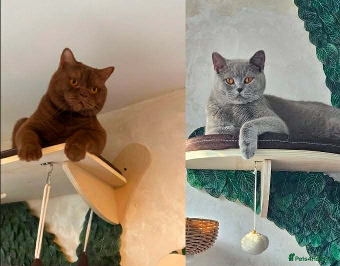 British Shorthair cats ✨Only 1 British Shorthair Left - Ready to go✨ - Advert 1