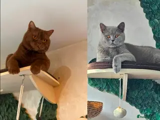 British Shorthair cats ✨Only 1 British Shorthair Left - Ready to go✨ - Advert 18