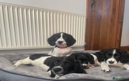 English Springer Spaniel dogs for sale: Beautiful English Springer Spaniels - Image 4