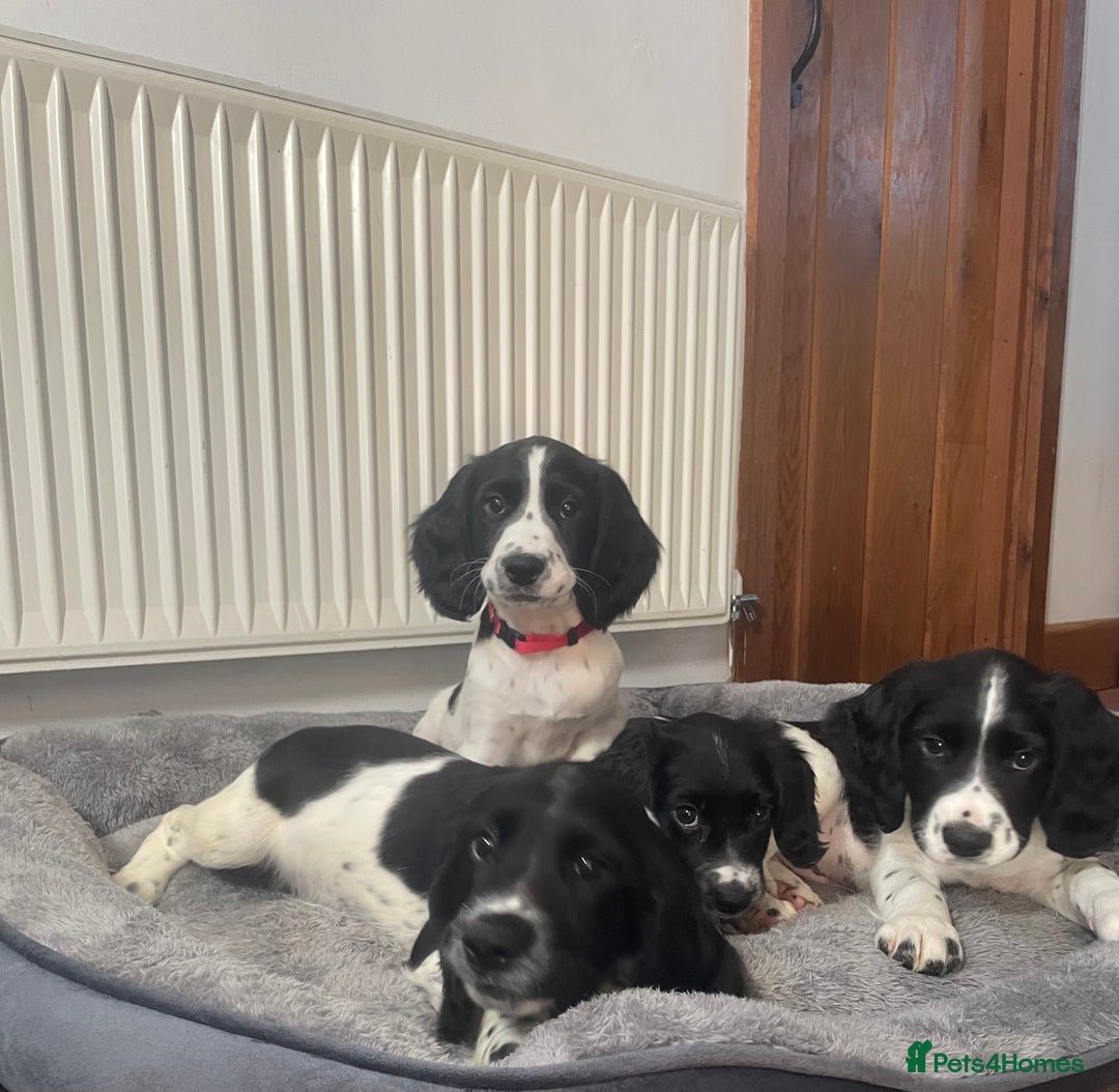 English Springer Spaniel dogs for sale: Beautiful English Springer Spaniels - Image 4