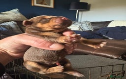 Patterdale Terrier dogs for sale: Beautiful Patterdale pups - Image 3