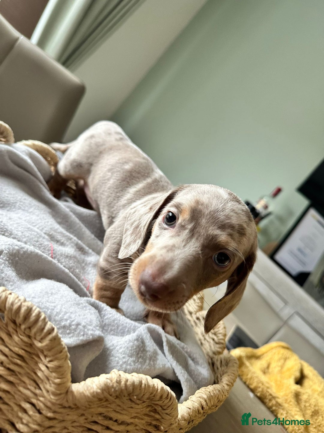 Miniature Dachshund dogs for sale: Adorable Miniature Dachshund Puppies  - Image 12