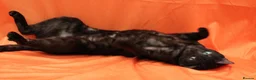 Bengal cats for sale: Retired bengal black smoke  - Advert 2