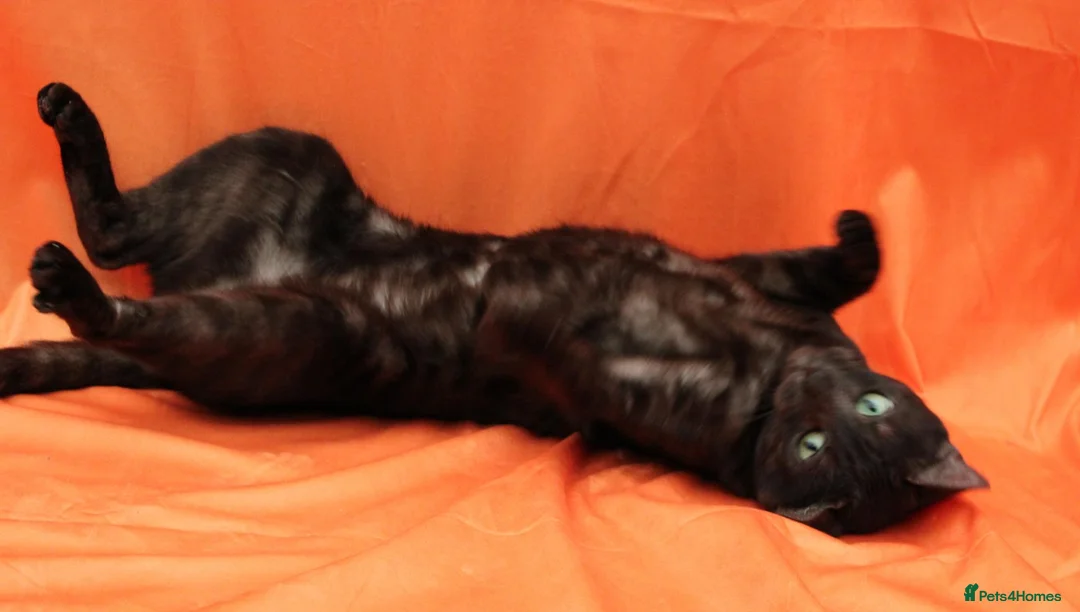 Bengal cats for sale: Retired bengal black smoke  - Advert 2