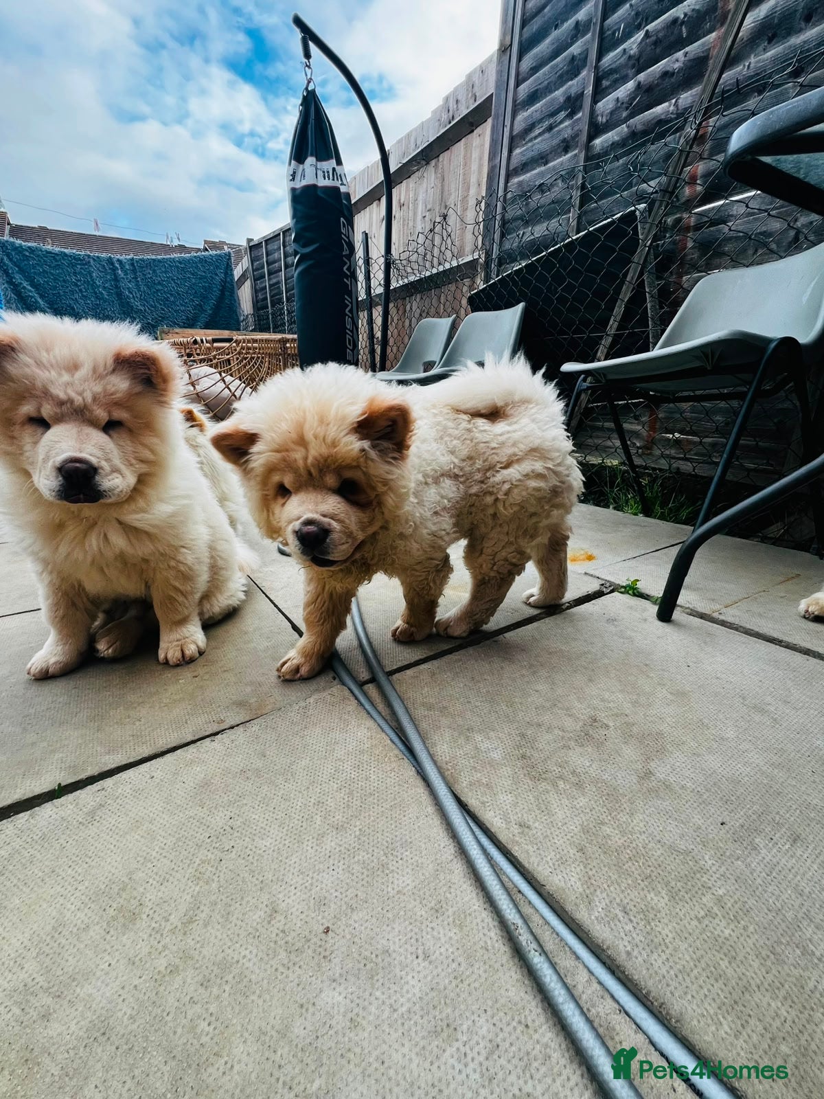 Chow Chow dogs for sale: Beautiful Chow Chow Puppies  - Advert 5