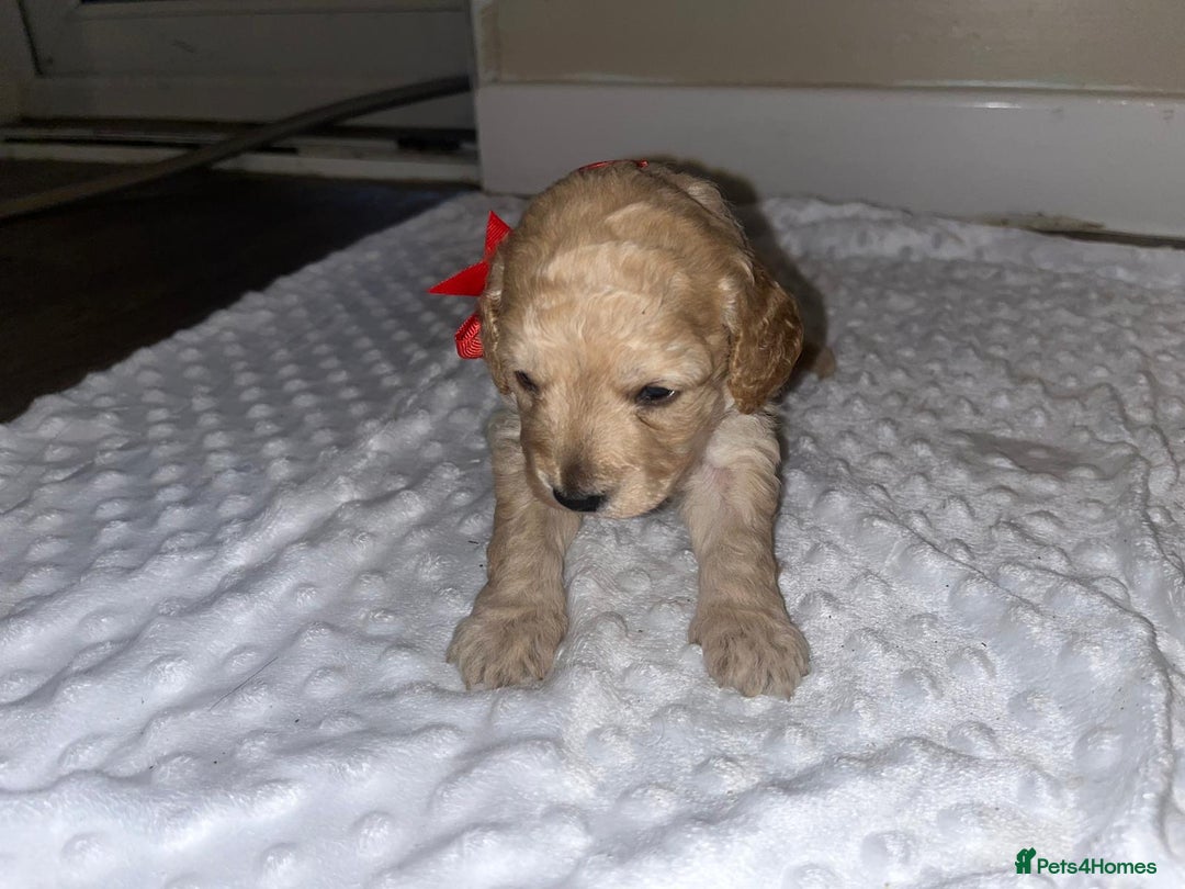 Cockapoo dogs for sale: Cocapoos f1  - Image 1