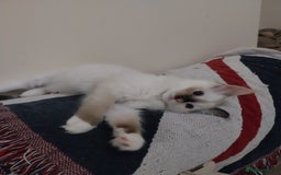 Ragdoll cats for sale: 2 Beautiful Ragdoll girls for sale - Image 6