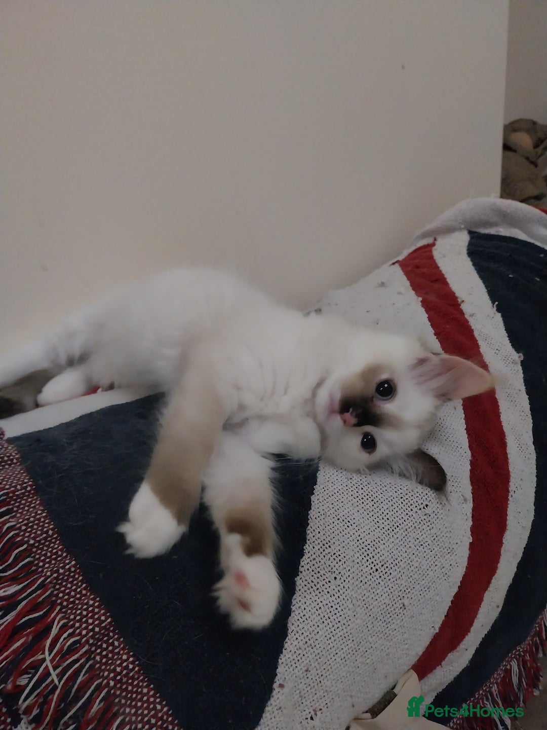 Ragdoll cats for sale: 2 Beautiful Ragdoll girls for sale - Image 6