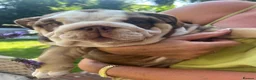 English Bulldog dogs for sale: Beautiful Chucky chocolate puppies  - Advert 2
