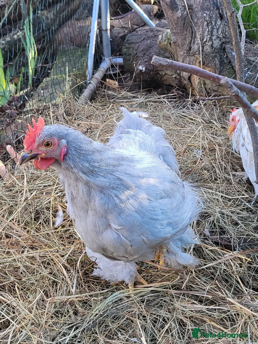 Chickens poultry for sale: Lavender with porcelain splash Pekin Cockerel - Advert 1