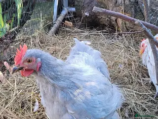 Chickens poultry Lavender with porcelain splash Pekin Cockerel - Advert 3