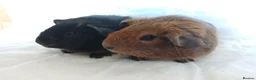 Guinea Pig rodents for sale: 2 lovely Brothers available as a pair  - Advert 4