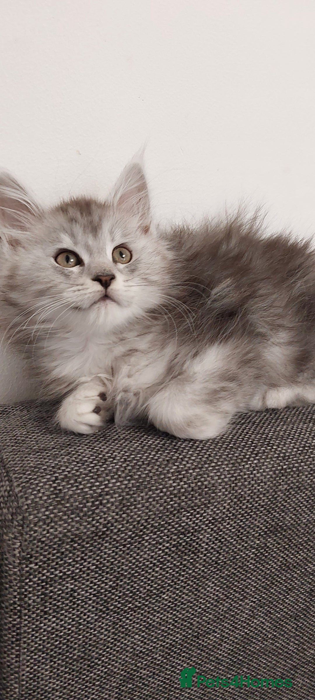 Maine Coon cats for sale: 🐈🐈🐈7 Amazing Maine coons🐈🐈🐈 - Advert 3