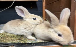 Mini Lop rabbits for sale: 2 baby giant mix rabbits - Image 4