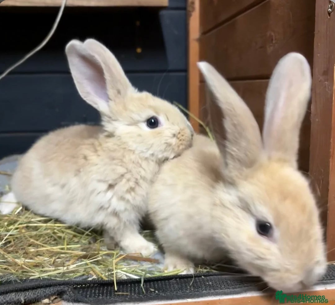 Mini Lop rabbits for sale: 2 baby giant mix rabbits - Image 4