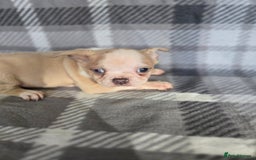 French Bulldog dogs for sale: French bulldog pups pink/fluffy READY NOW - Image 7