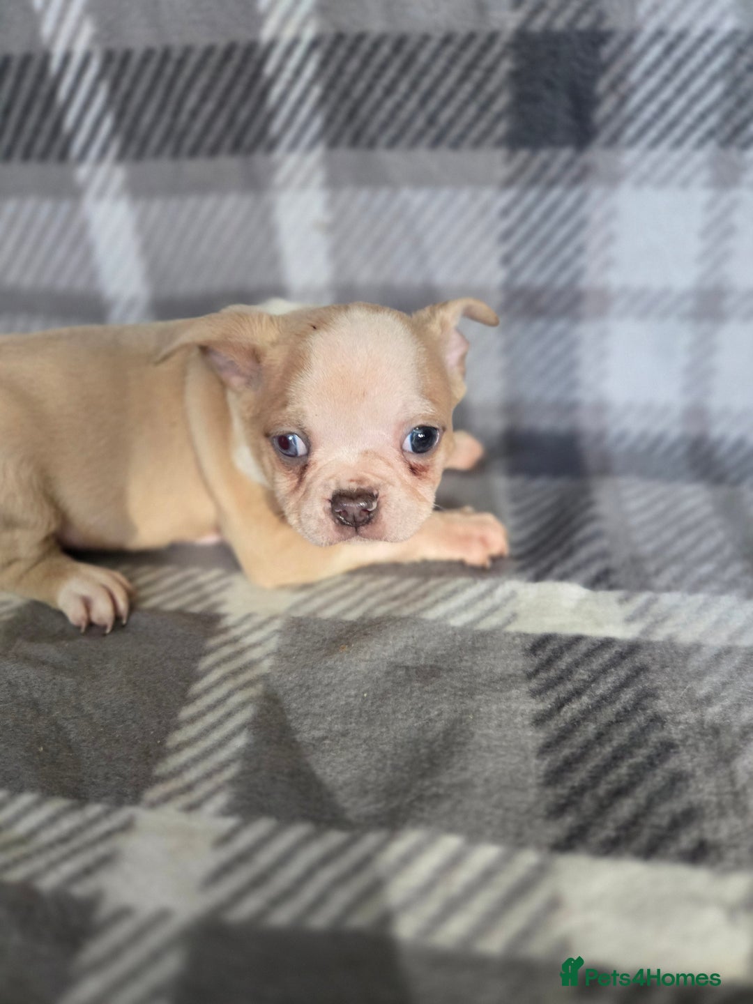 French Bulldog dogs for sale: French bulldog pups pink/fluffy READY NOW - Image 7