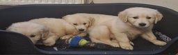 Golden Retriever dogs for sale: KC Golden Retriver READY 20Th December  - Advert 6