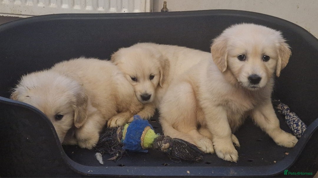 Golden Retriever dogs for sale: KC Golden Retriver READY 20Th December  - Advert 6
