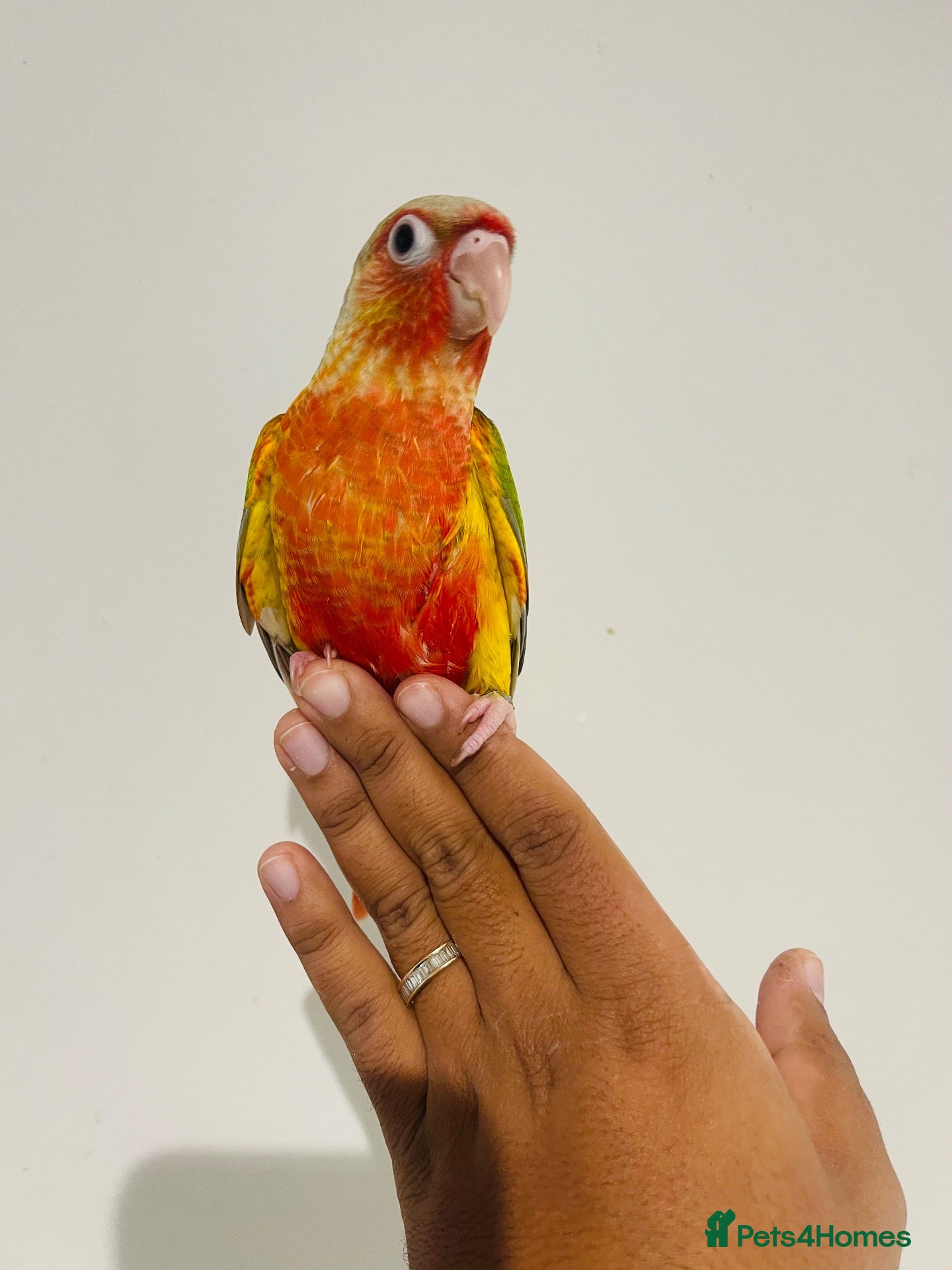 Conures birds Hand reared conures for sale  - Advert 2