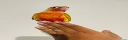 Conures birds for sale: Hand reared conures for sale  - Advert 2
