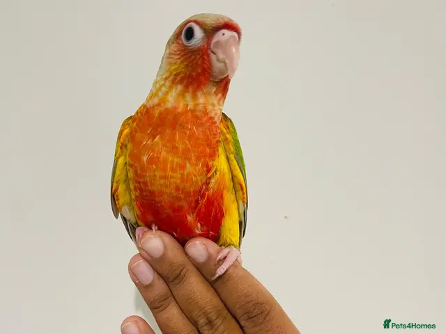 Conures birds for sale: Hand reared conures for sale - Advert 2