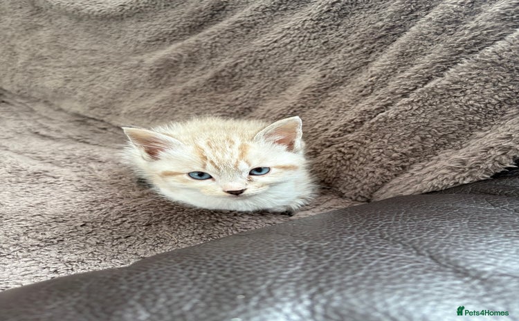 Ragdoll cats - Advert 13