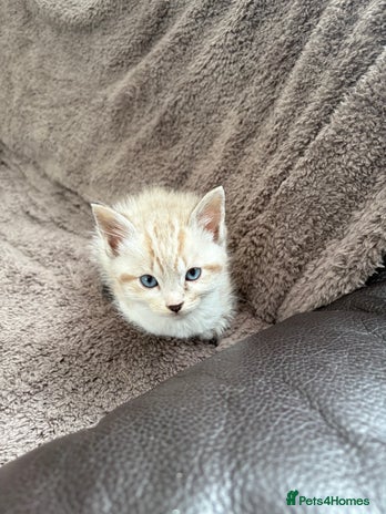 Ragdoll cats - Advert 13