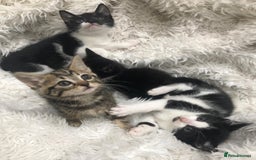 Mixed Breed cats for sale: Lovely kittens 8 weeks old  - Image 22