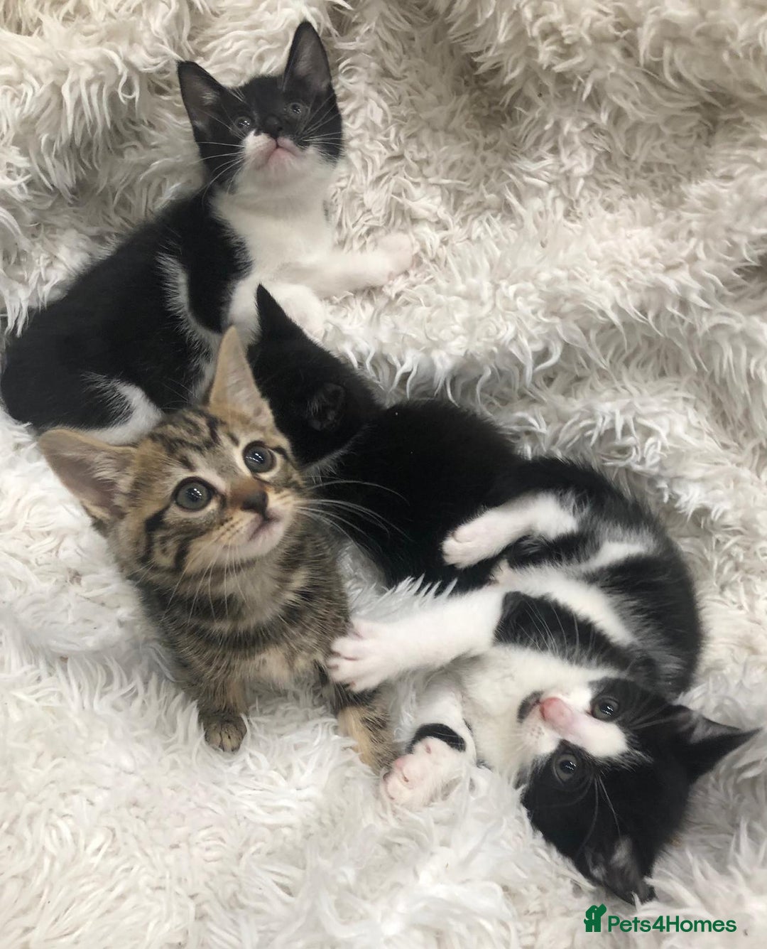 Mixed Breed cats for sale: Lovely kittens 8 weeks old  - Image 22