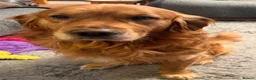 Golden Retriever dogs for sale: Selective litter from health tested parents - Advert 12