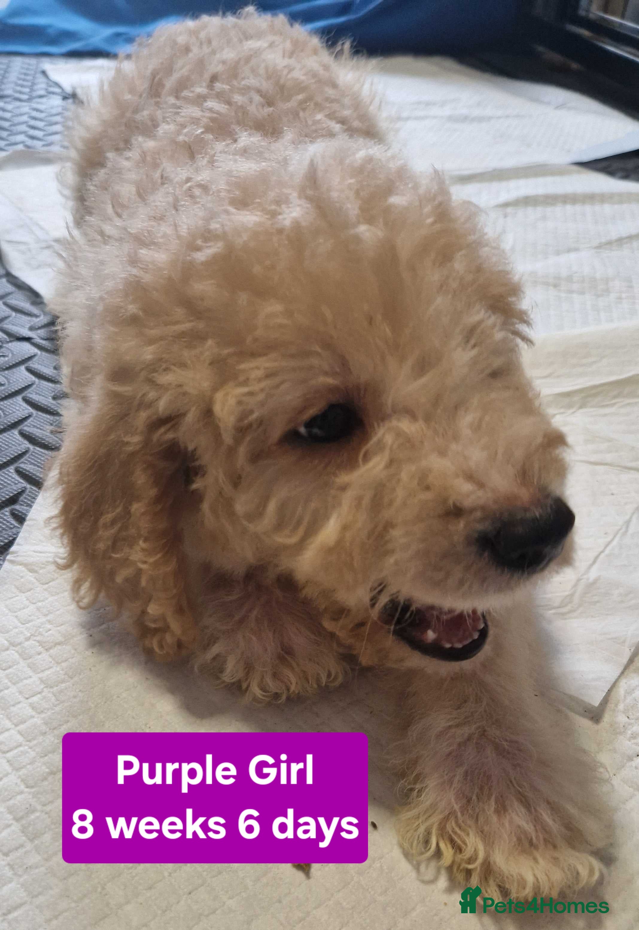 Mixed Breed dogs Beagle Doodles - Advert 9