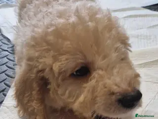 Mixed Breed dogs Beagle Doodles - Advert 14