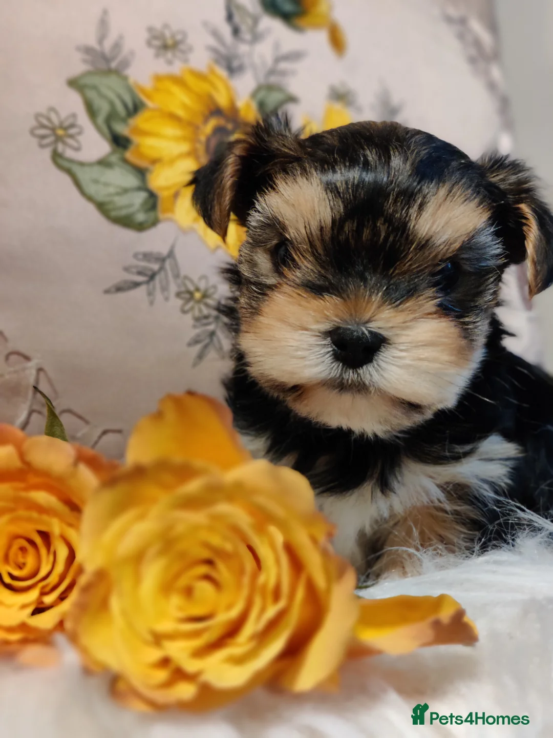 Yorkshire Terrier dogs for stud: Outstanding Yorkshire terrier for STUD only in Hull - Advert 18