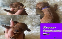 Cavapoo dogs for sale: Beautiful fully DNA tested Cavapoo's  - Image 22