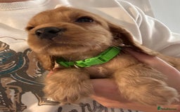 Cocker Spaniel dogs for sale: Cocker spaniel puppies  - Image 1