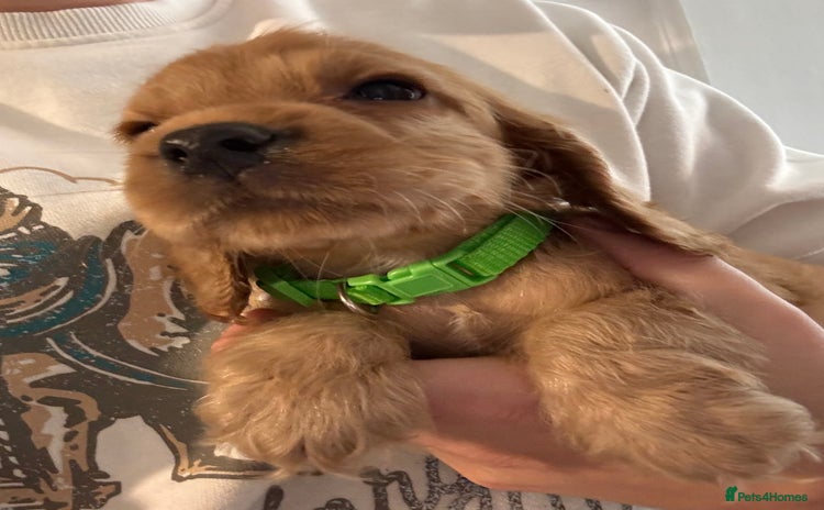 Cocker Spaniel dogs - Advert 3