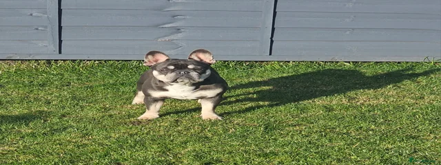 Minnie