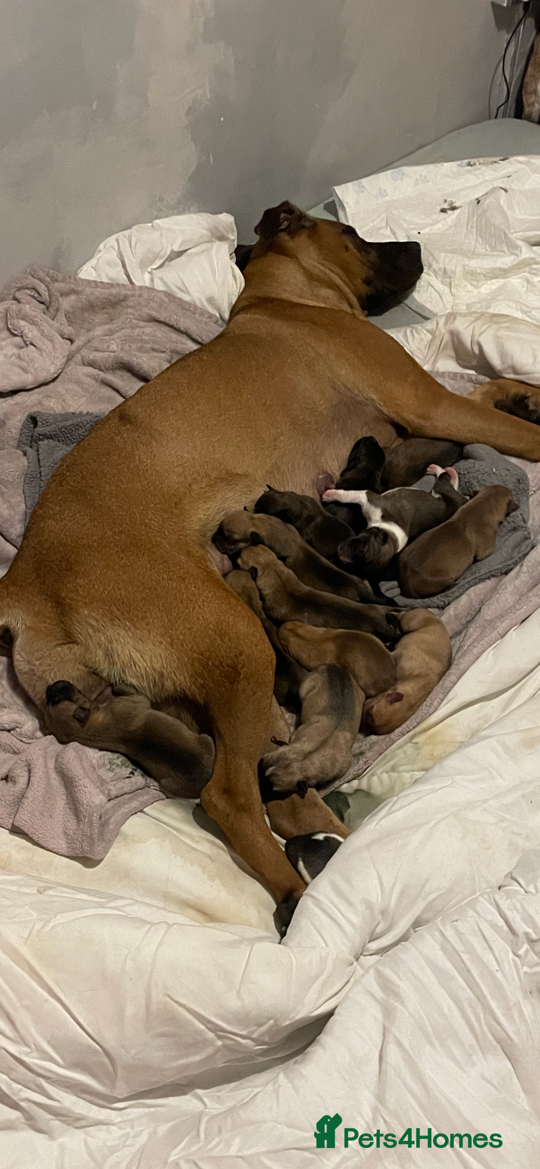 Mixed Breed dogs for sale: Bullsky puppies  - Image 2
