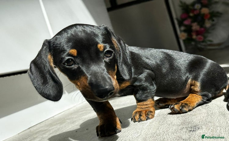 Miniature Dachshund dogs - Advert 7
