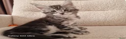 Maine Coon cats for sale: Pure Maine coon kittens - Advert 7