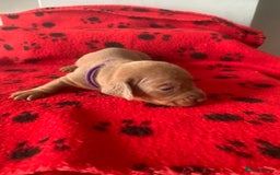 Miniature Dachshund dogs for sale: Miniature dachshund   in Blackpool - Image 6