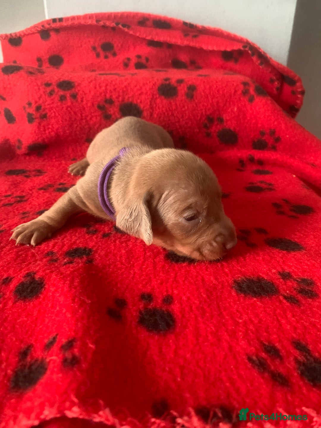 Miniature Dachshund dogs for sale: Miniature dachshund   in Blackpool - Image 6