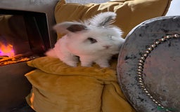 Angora rabbits for sale: Gorgeous bonded English angoras x2  - Image 14