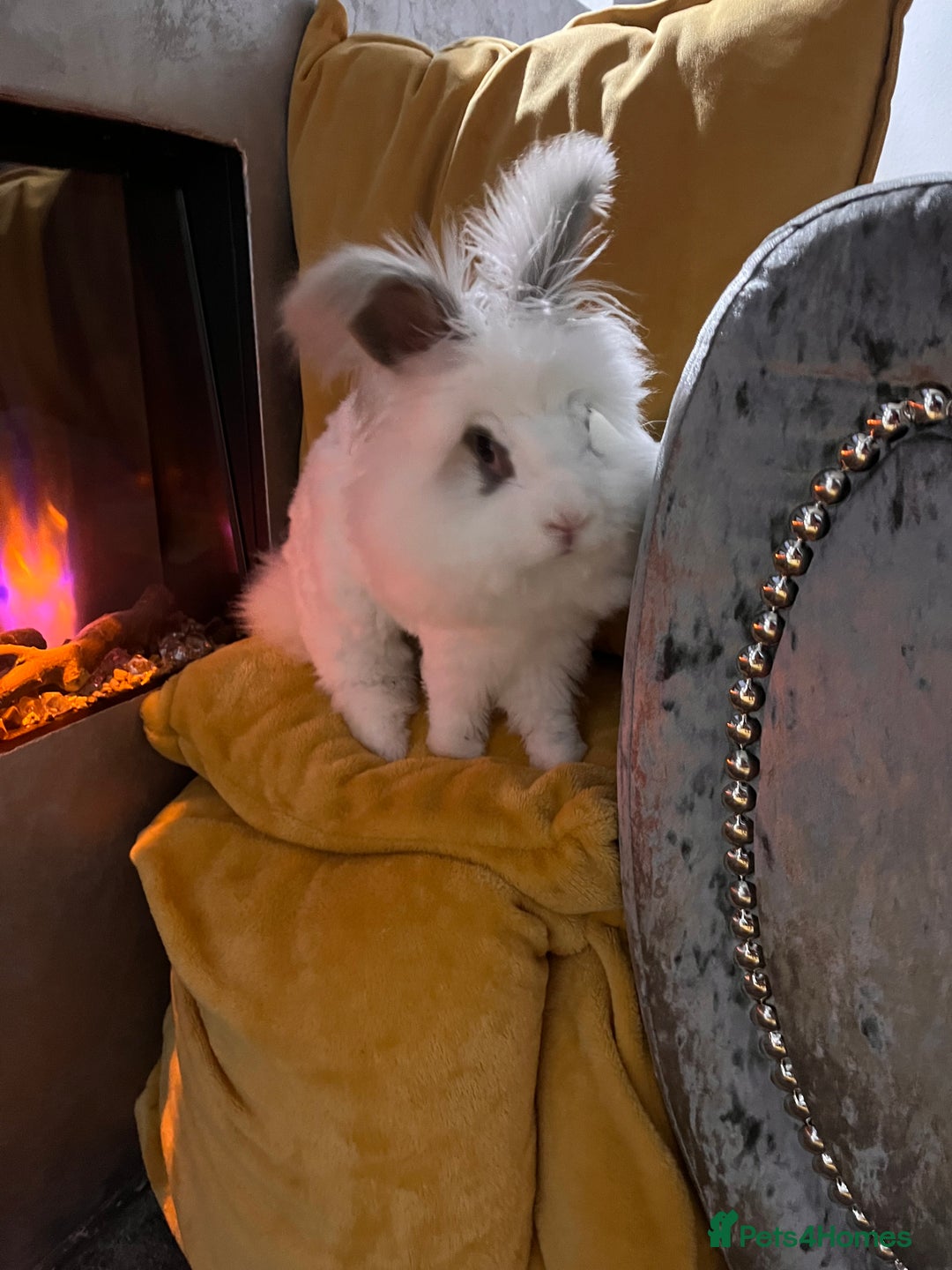 Angora rabbits for sale: Gorgeous bonded English angoras x2  - Image 14