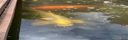 Koi Carp fish for sale: Beautiful Mukashi Ogon and Benigoi - Advert 2