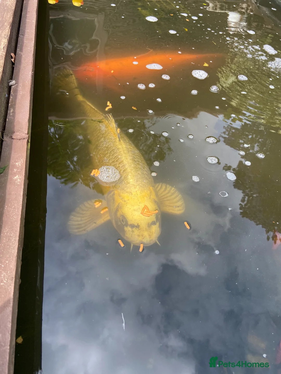 Koi Carp fish for sale: Beautiful Mukashi Ogon and Benigoi - Advert 2
